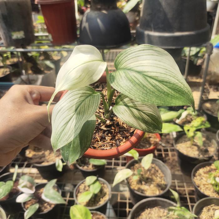 Scindapsus White Monster 2 - 4 leaves