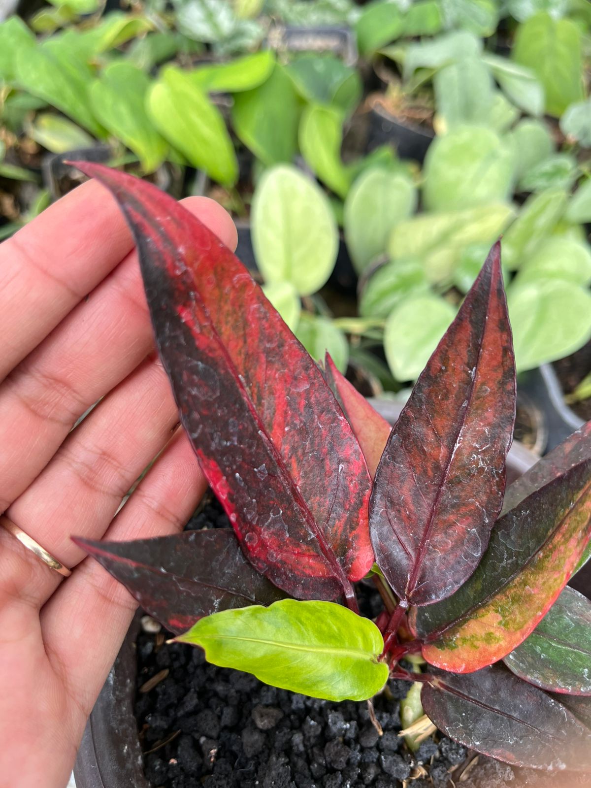 Anthurium Jenmanii Red Blood 2-4 Leaves