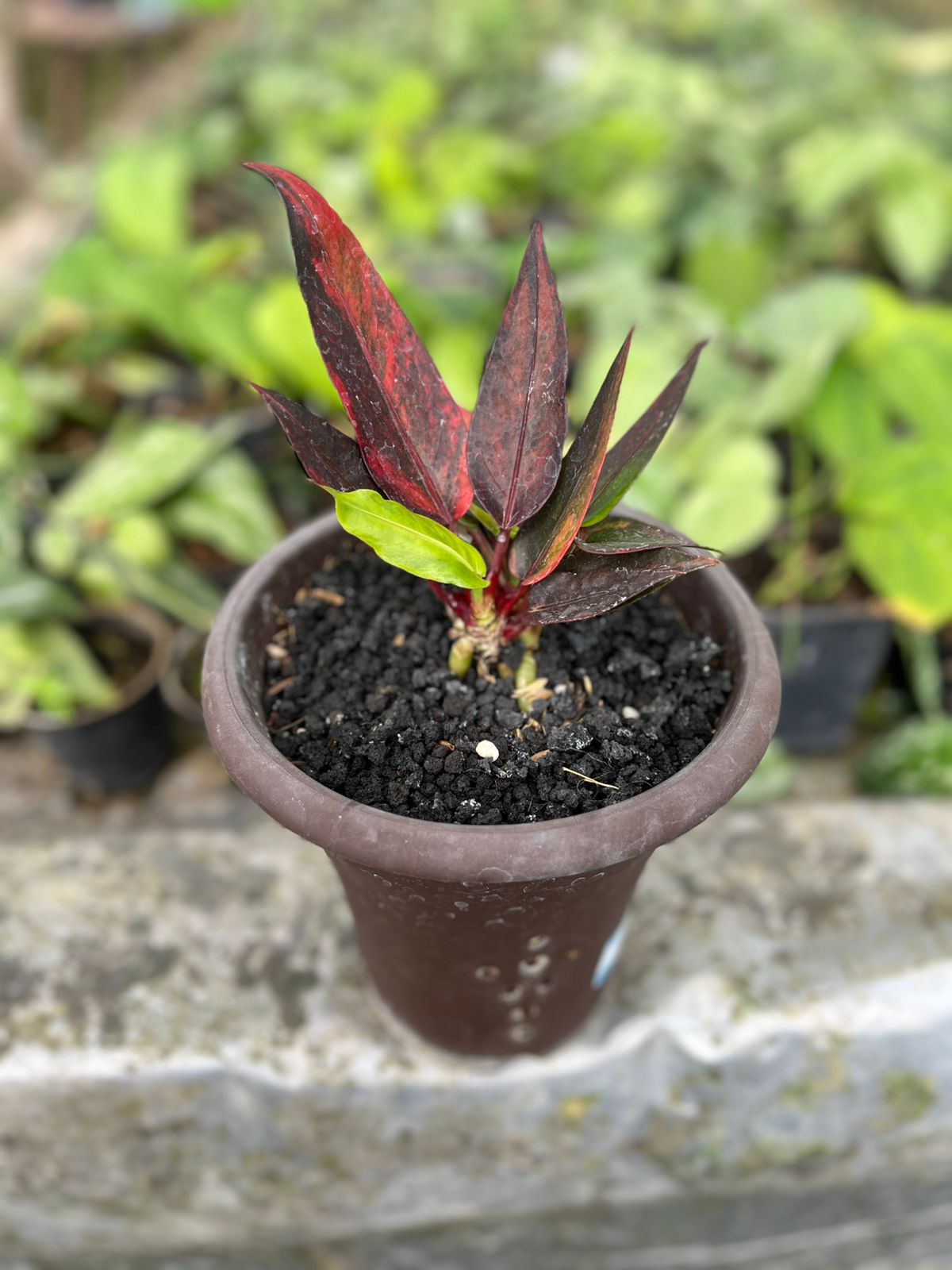 Anthurium Jenmanii Red Blood 2-4 Leaves