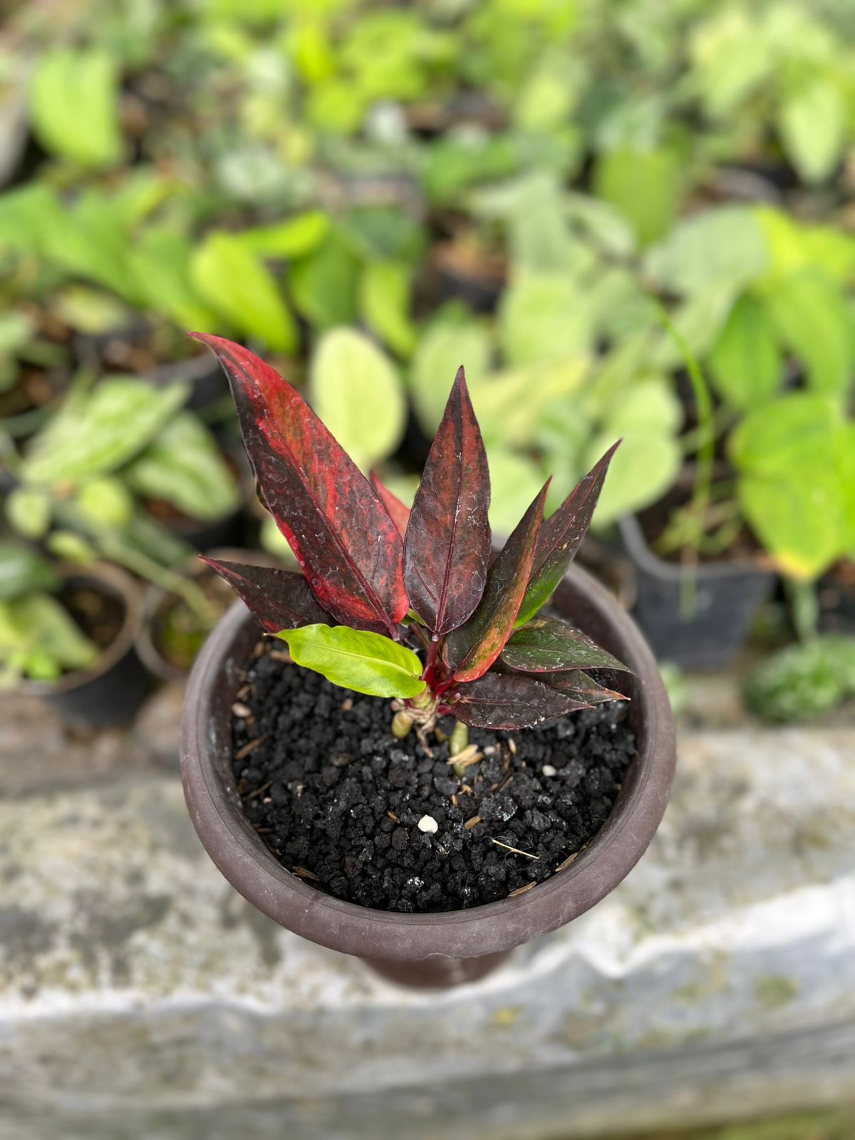 Anthurium Jenmanii Red Blood 2-4 Leaves