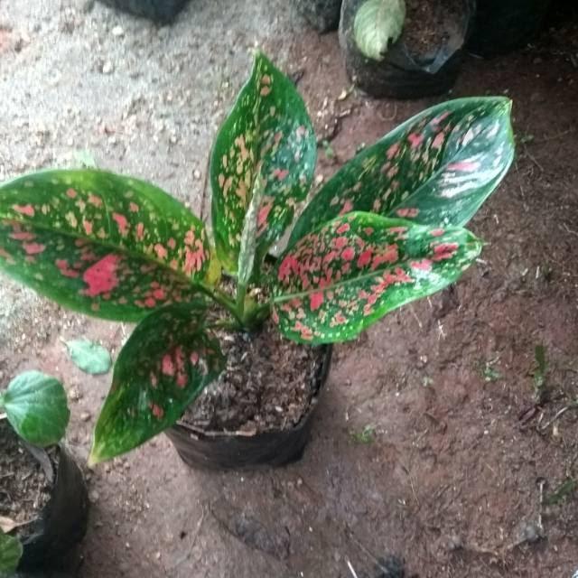 Aglaonema Venus 2 - 4 leaves