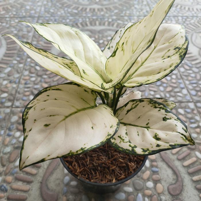 Aglaonema Super White 2 - 4 leaves