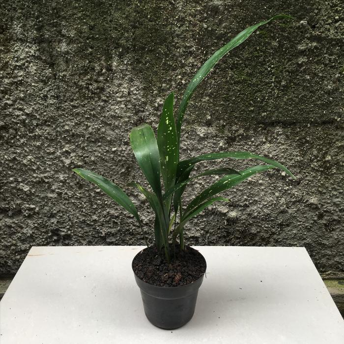 Aspidistra Elatior Milky Way 2-3 Leaves