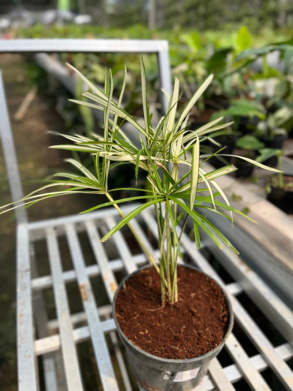 Cyperus White Variegated Medium Size, Whole Plant