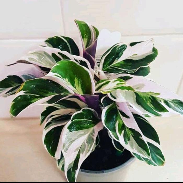 Calathea White Fusion 2-3 Leaves