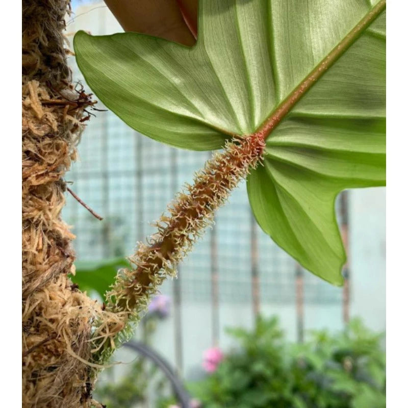 Philodendron Squamiferum 2 - 4 leaves