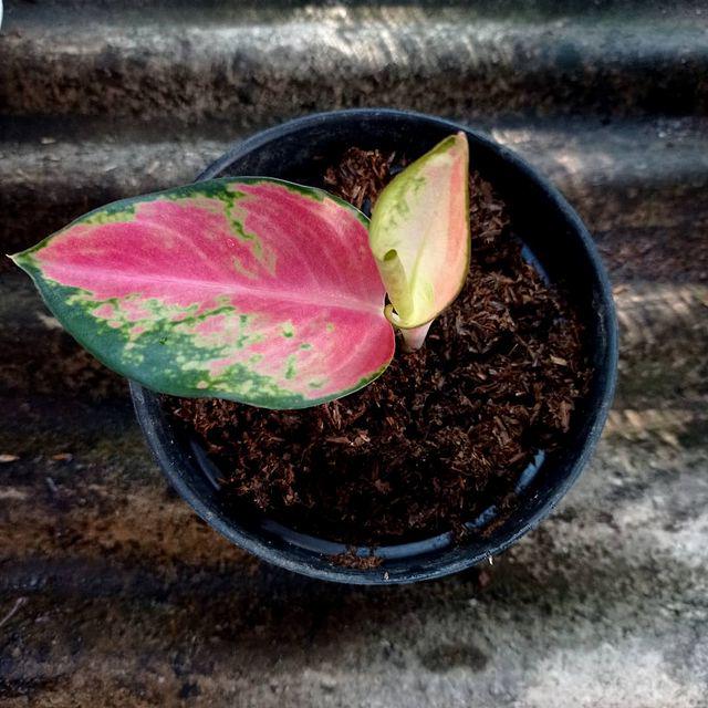 Aglaonema Suksom 2 - 4 leaves