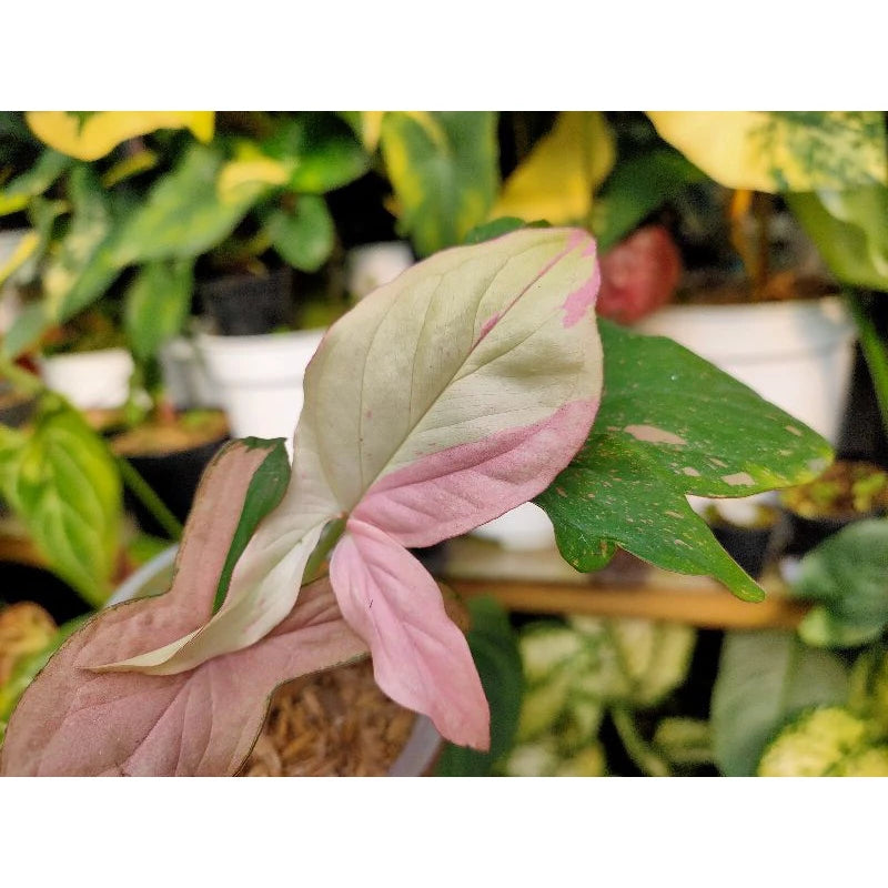Syngonium Pink Salmon 2 - 4 leaves