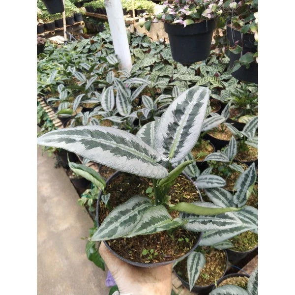 Schismatoglottis Wongii Leaf 2-3 Leaves