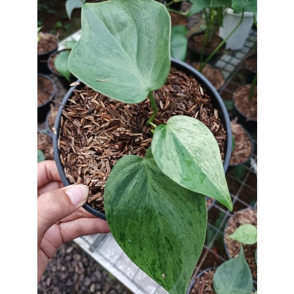 Philodendron Micans Variegata 2 - 4 leaves