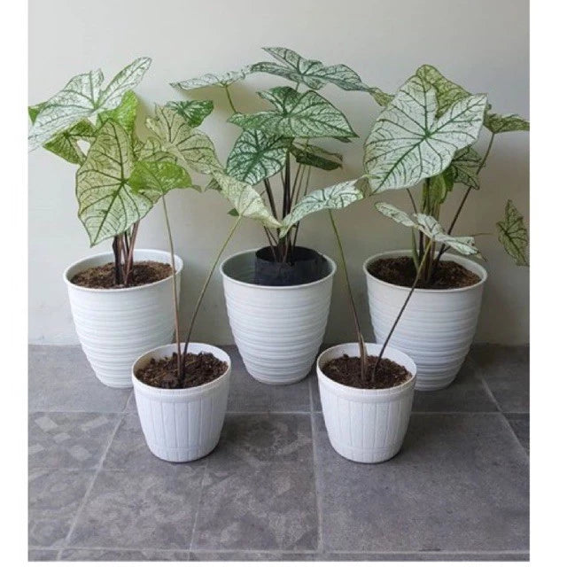 Caladium Snow White 2-3 Leaves