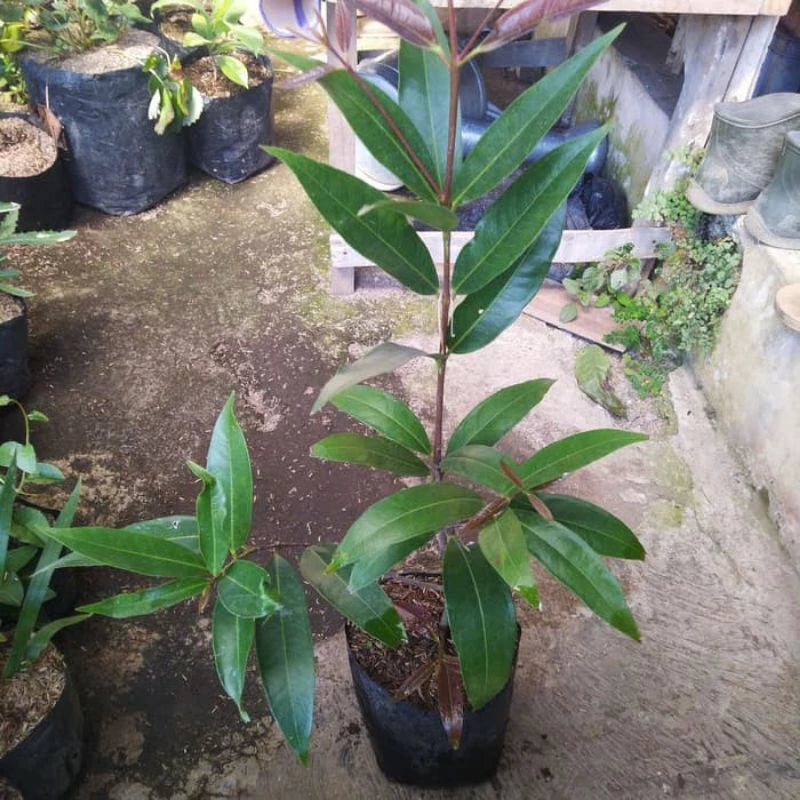 Syzygium Smithii 30 - 50cm