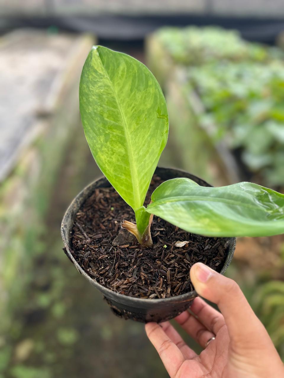 Dieffenbachia Big Ben 1-2 Leaves