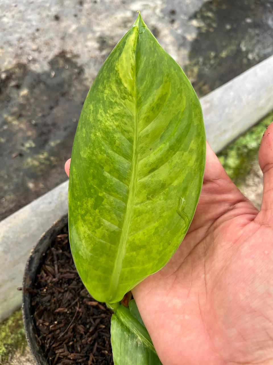 Dieffenbachia Big Ben 1-2 Leaves