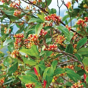 Syzygium Aromaticum 30 - 50cm