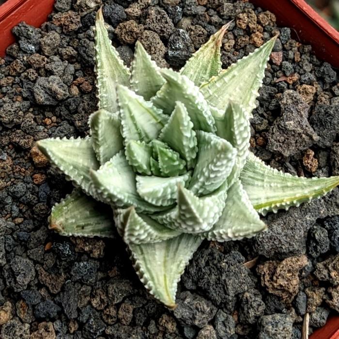 Haworthia Pumila Silver Variegated medium size