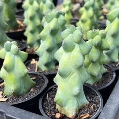 Myrtillo Breast Cactus medium size