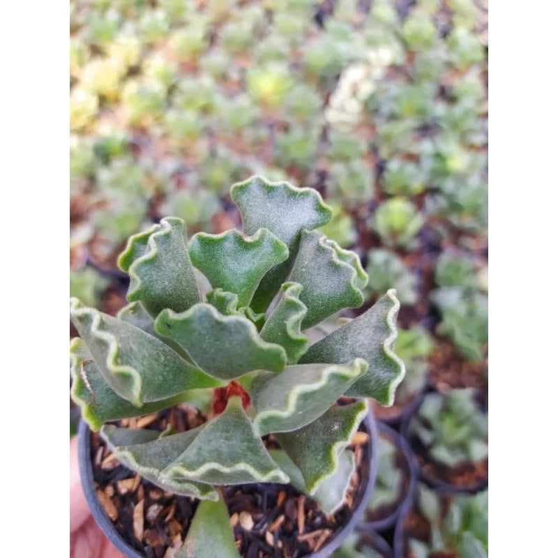 Adromischus Poellnitzianus medium size