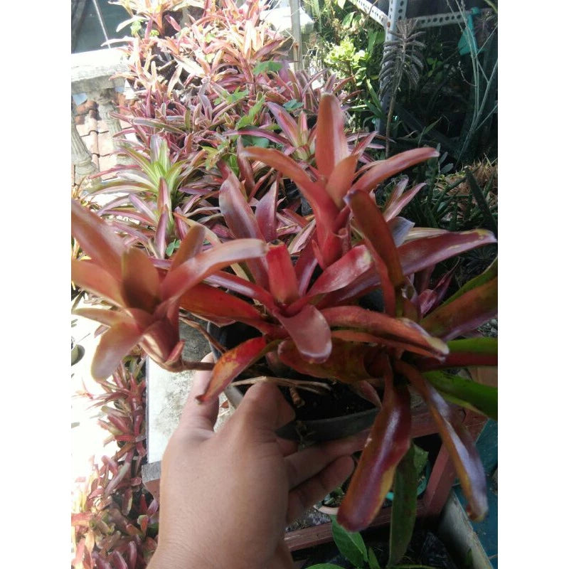 Bromelia Mini Red 20 - 30cm