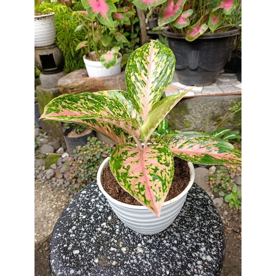 Aglaonema Twinkle 2 - 4 leaves