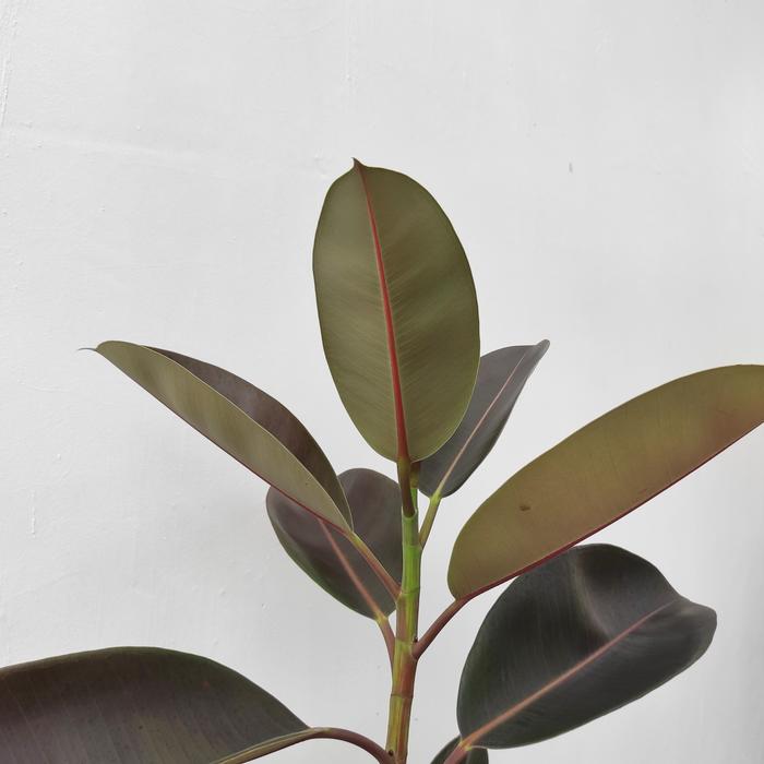 Ficus Elastica 20 - 30cm