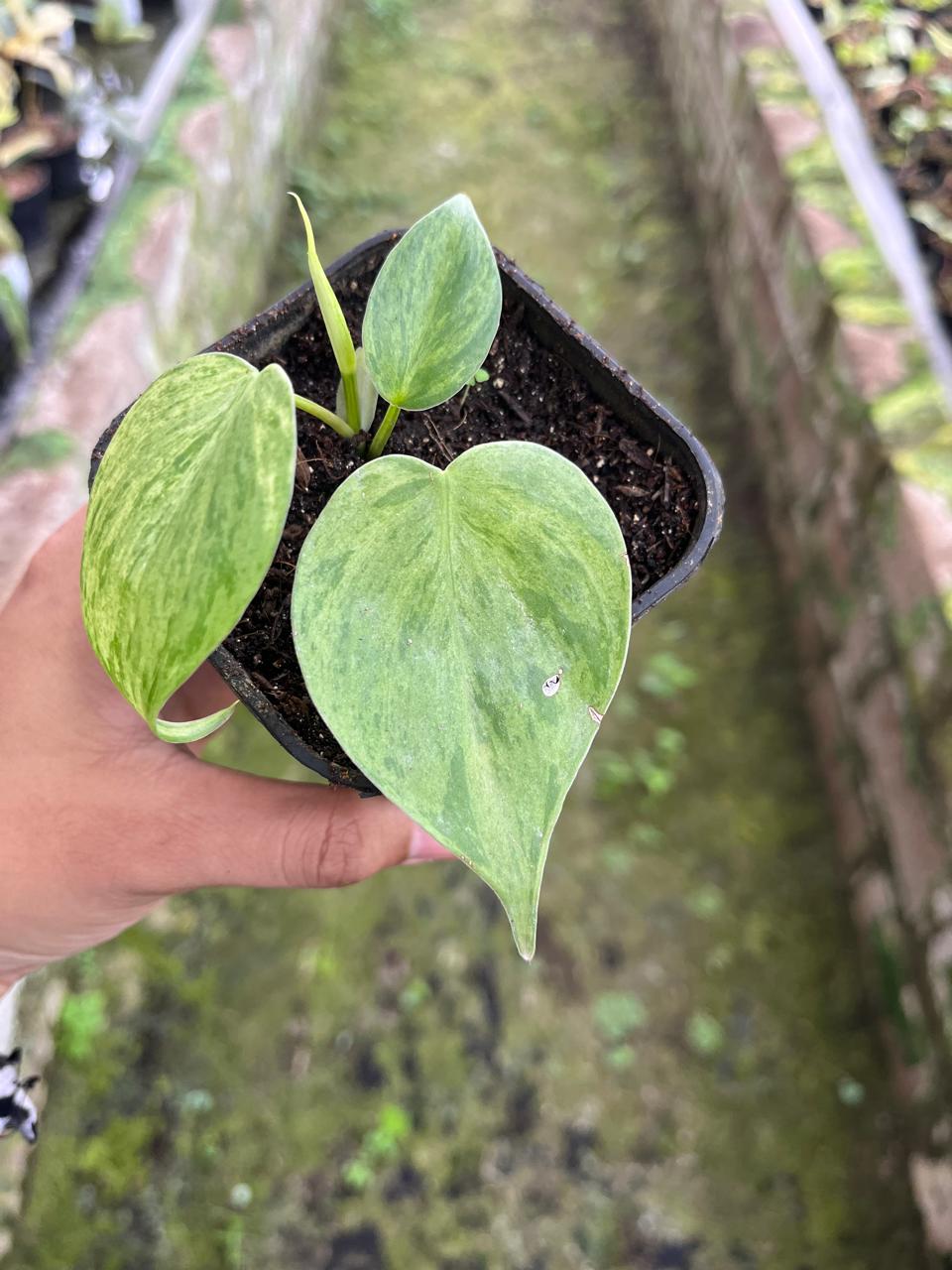 Philodendron Hederaceum Variegated 2-3 Leaves