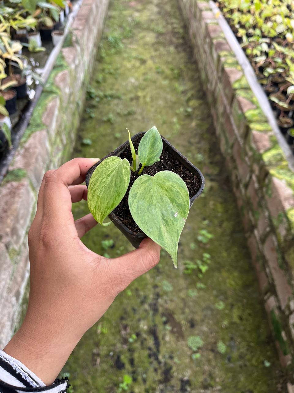 Philodendron Hederaceum Variegated 2-3 Leaves