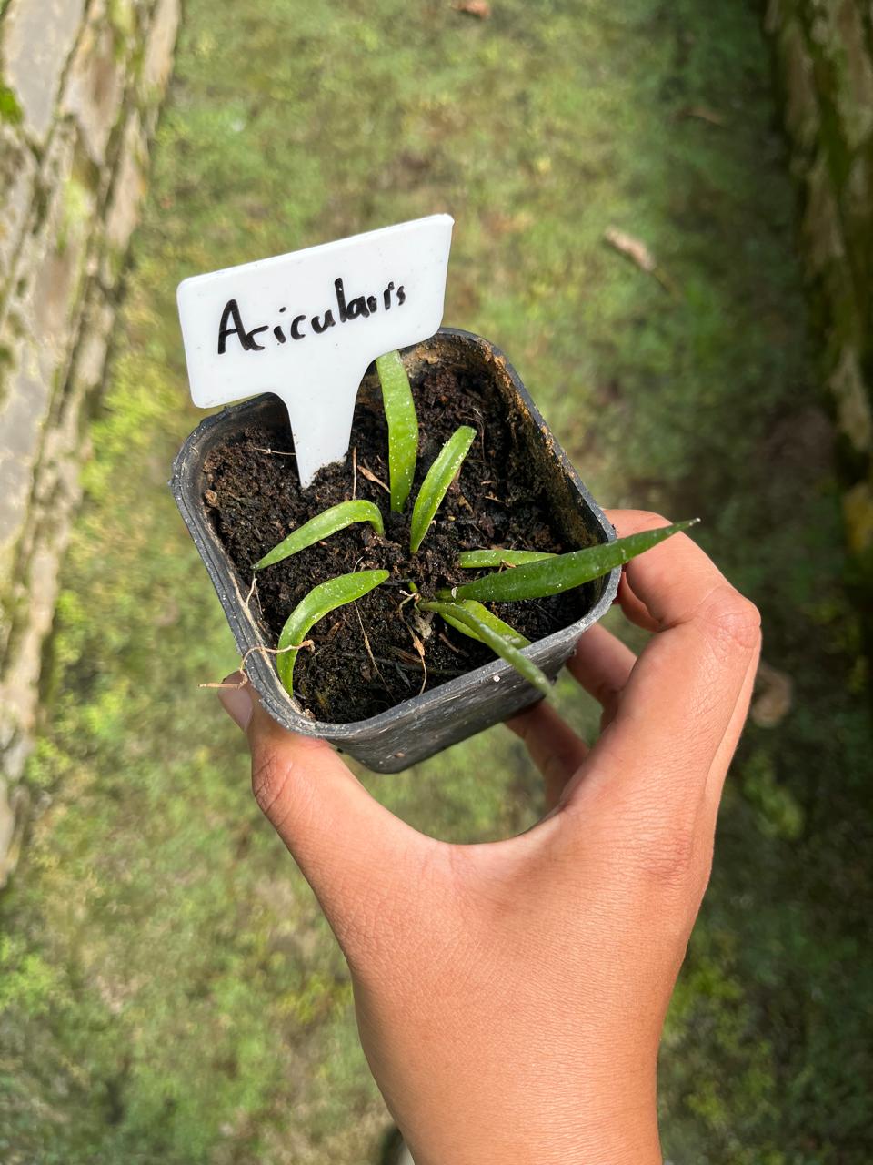 Hoya Acicuralis Whole Plant