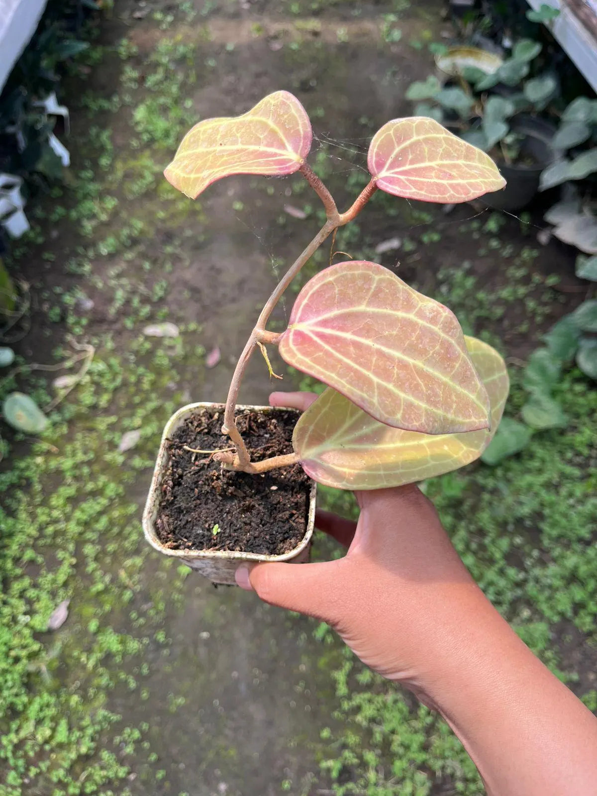 Hoya Macrophylla Red 2-3 Leaves