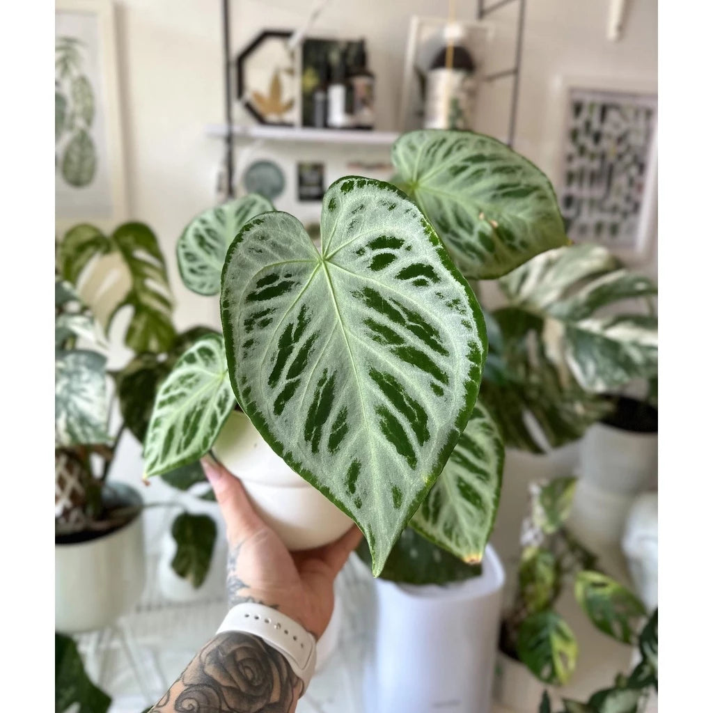 Anthurium Silver Blush 2 - 4 leaves