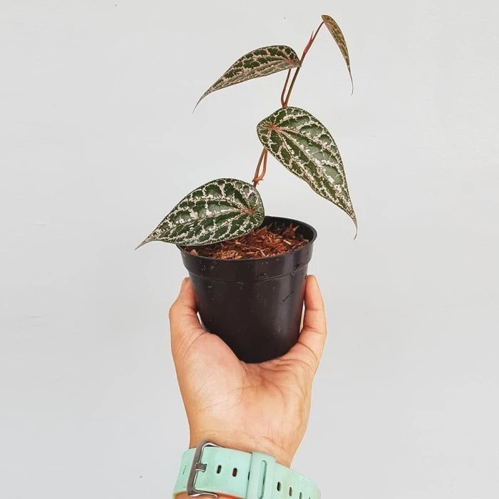 Piper Crocatum 2 - 4 leaves