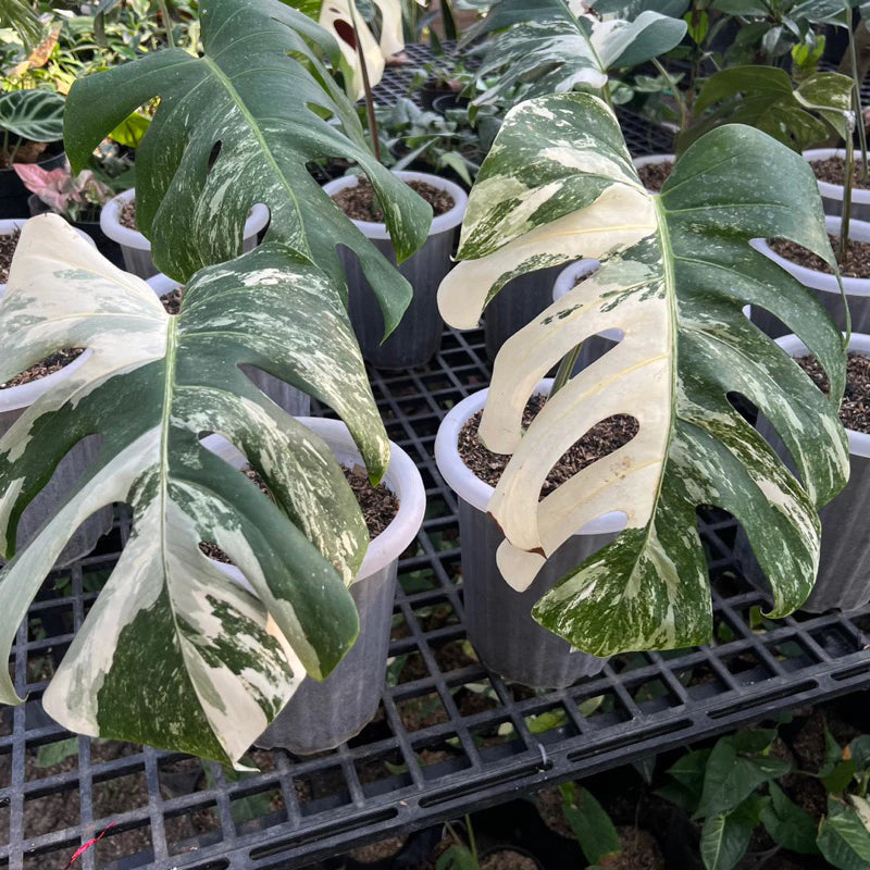 Monstera Deliciosa Albo 2-3 Leaves