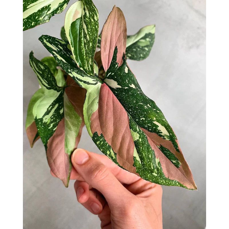 Syngonium Tricolor 2-3 Leaves