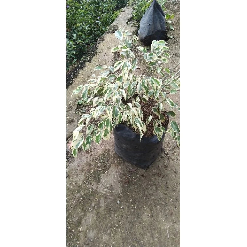 Variegated Ficus Benjamina 20 - 30cm