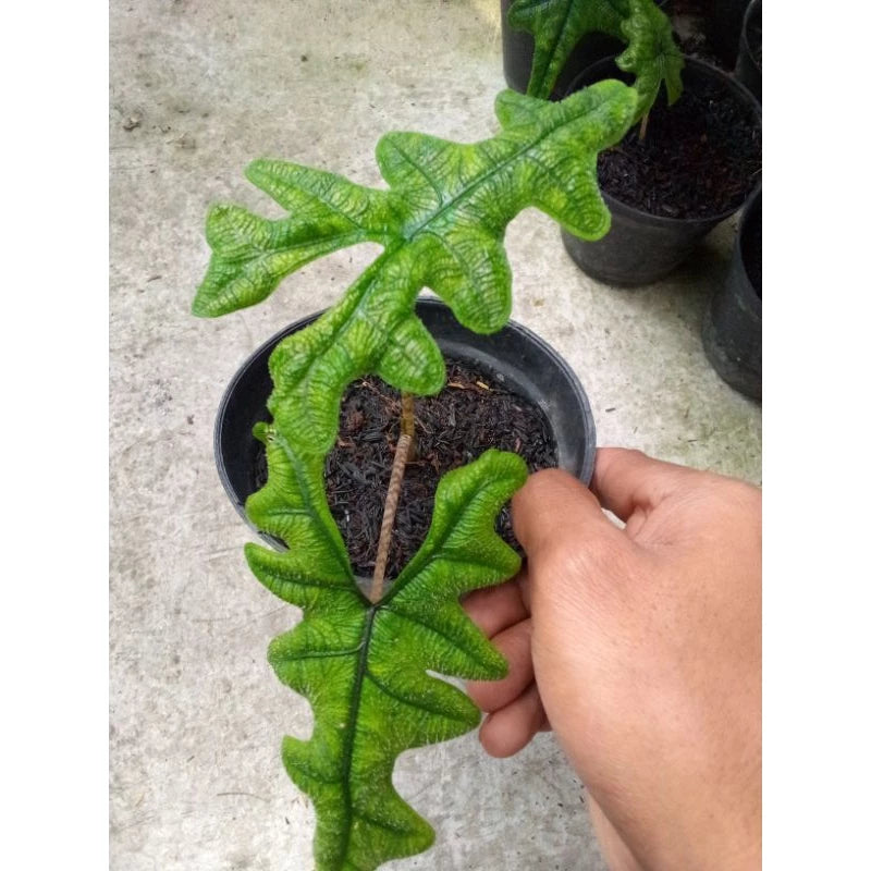 Alocasia Jacklyn 2-3 Leaves