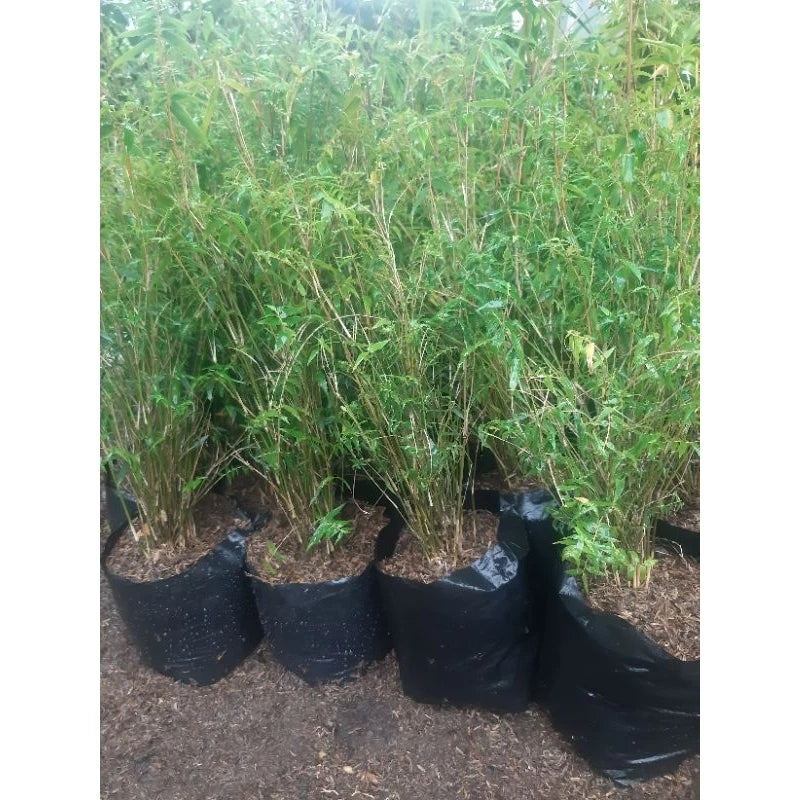 Pseudosasa Japonica "Japan Arrow Bamboo" 20 - 30cm