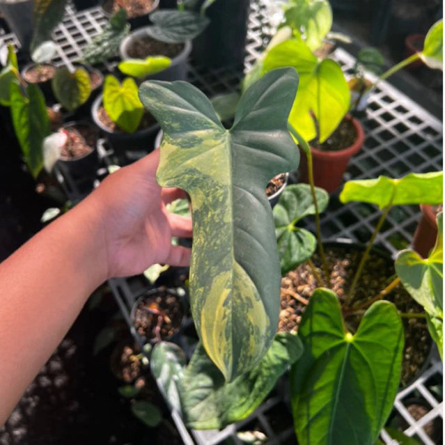 Philodendron Violin Variegated 2-3 Leaves