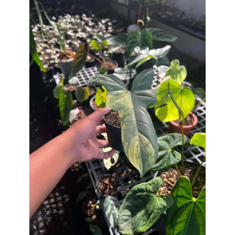 Philodendron Violin Variegated 2-3 Leaves