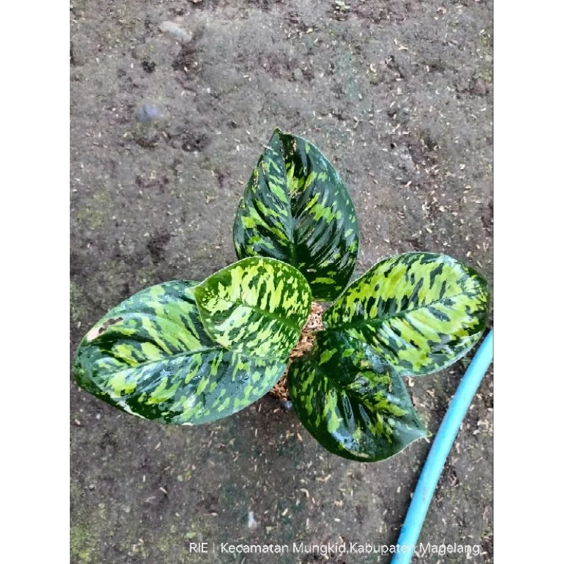 Homalomena Wallisii 2 - 4 leaves