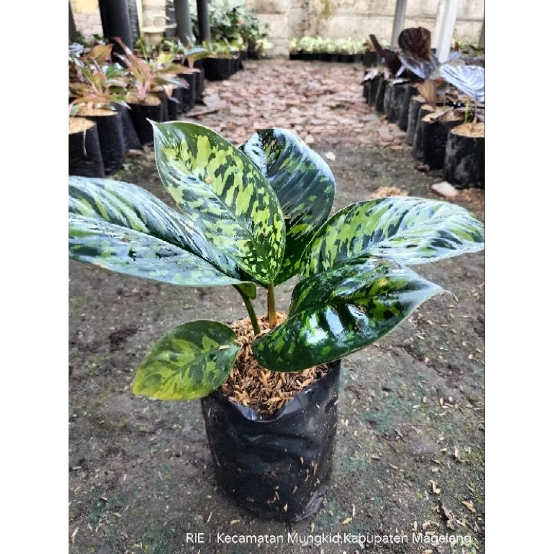 Homalomena Wallisii 2 - 4 leaves