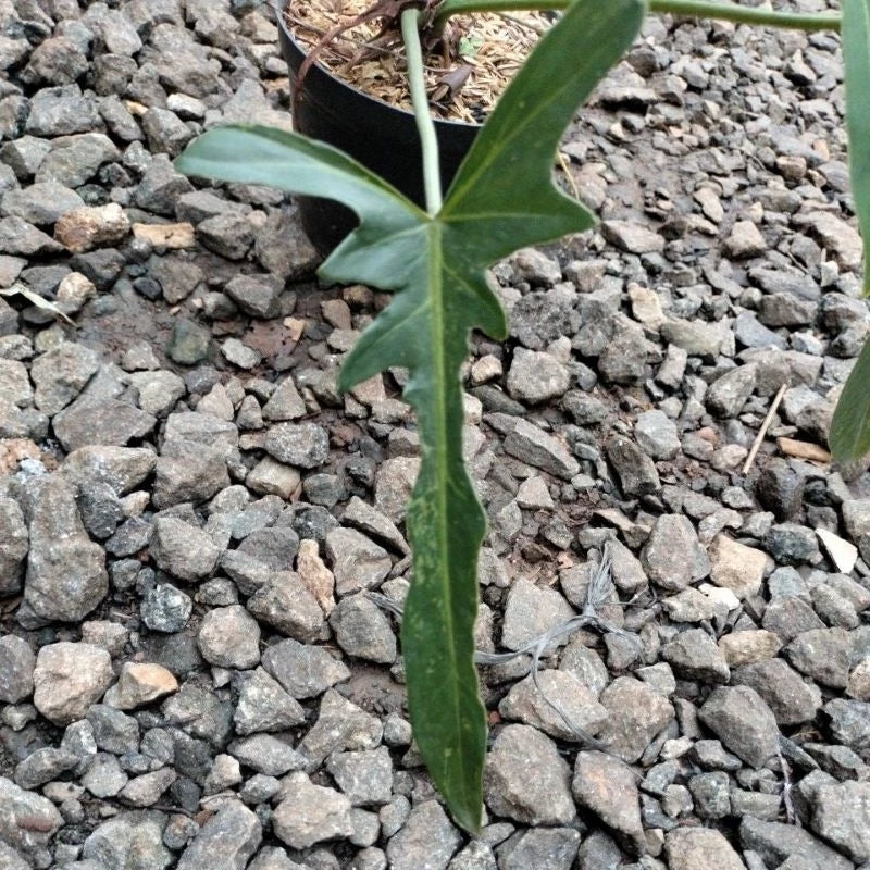 Philodendron Longilobatum 2-3 Leaves