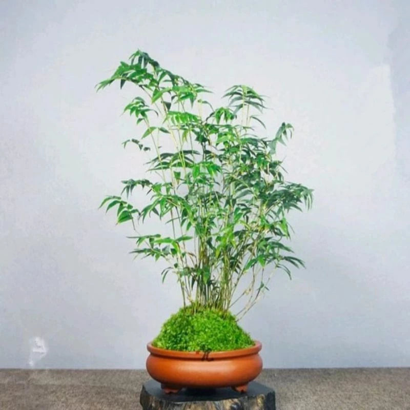 Pygmaea Bamboo Dwarf 20 - 30cm