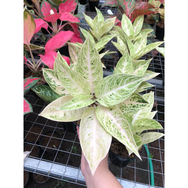 Aglaonema Legacy White Super 2 - 4 leaves