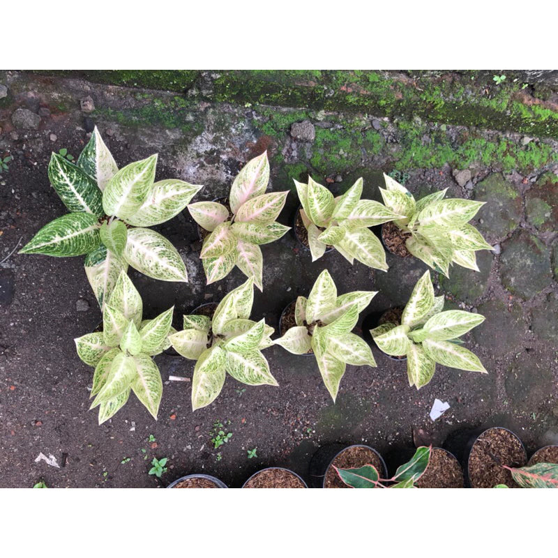 Aglaonema Legacy White Super 2 - 4 leaves