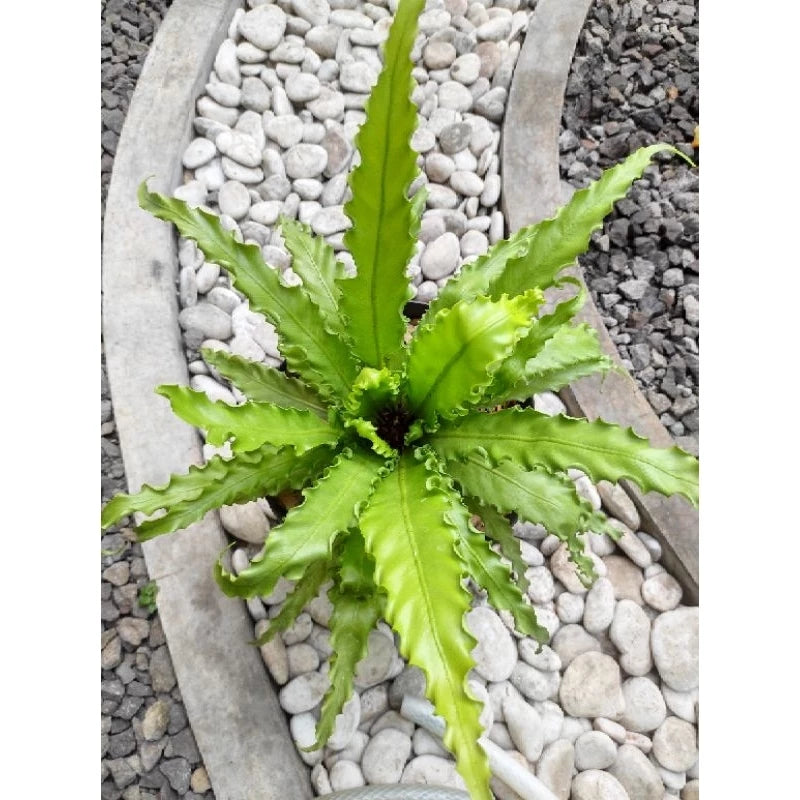 Asplenium Osaka 20 - 30cm