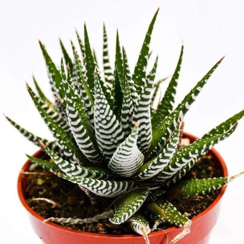 Haworthia Fasciata Alba medium size