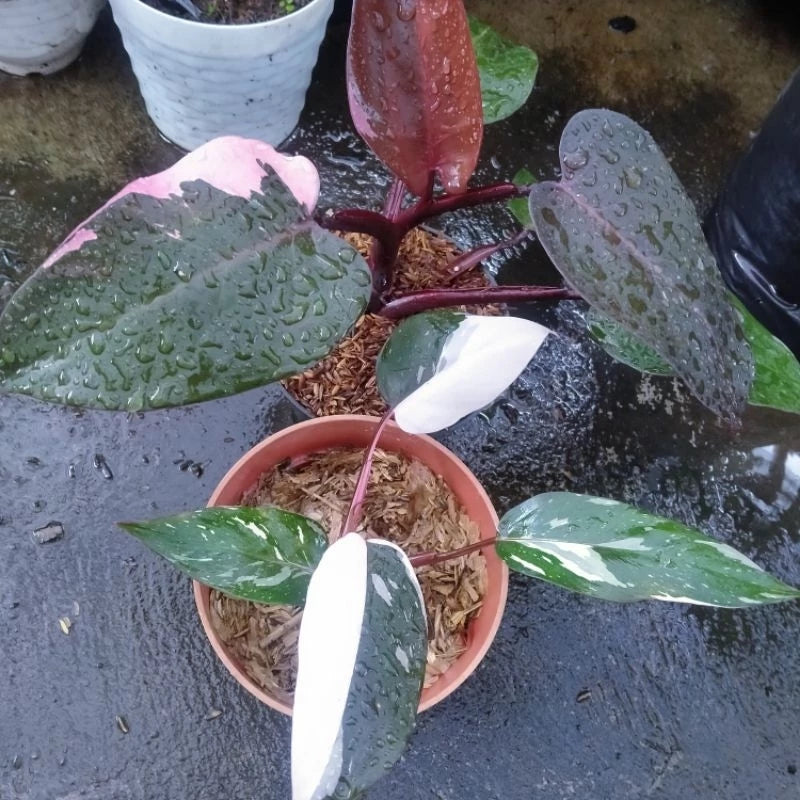 Philodendron White Anderson 2-3 Leaves
