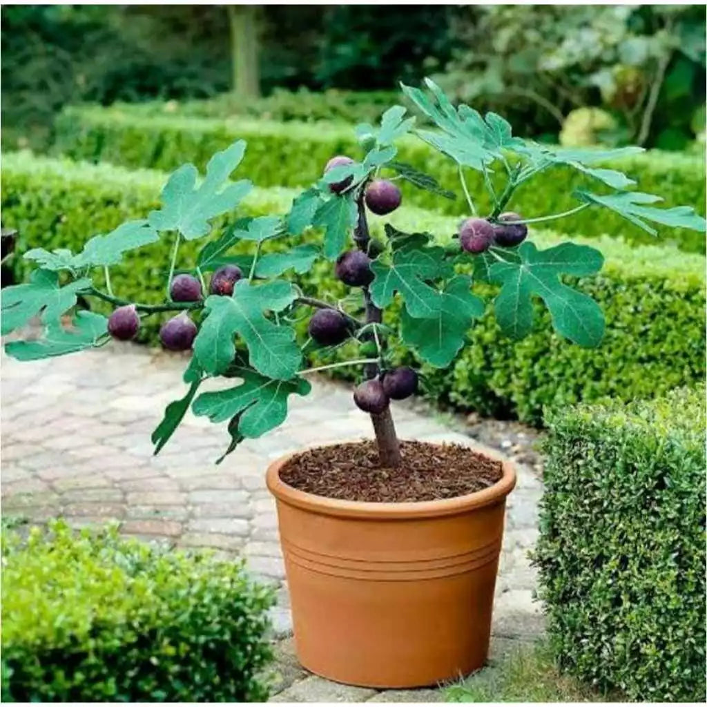 Tin Purple Yordan 30 - 50cm