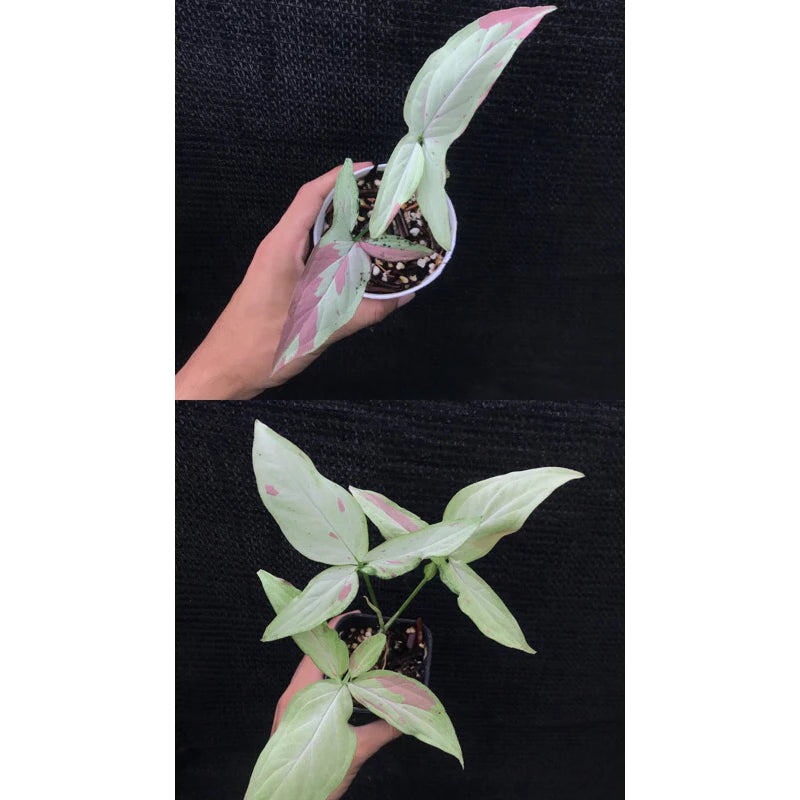 Syngonium Pink Salmon 2 - 4 leaves
