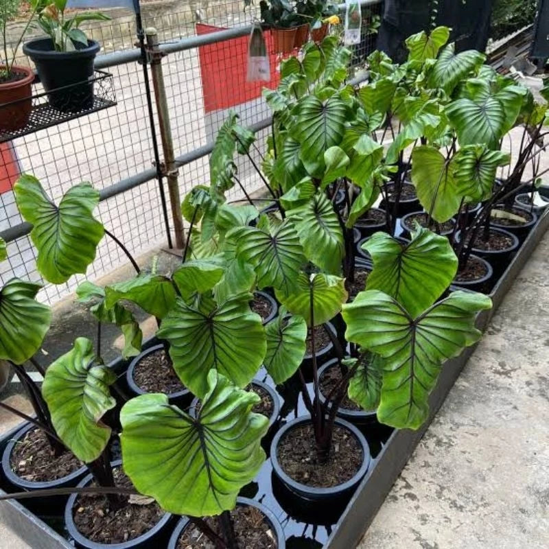 Colocasia Pharaoh Mask 2-3 Leaves